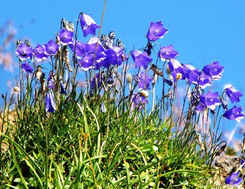 Campanula scheuchzeri (Campanulaceae)